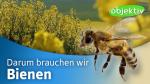 Darum brauchen wir Bienen